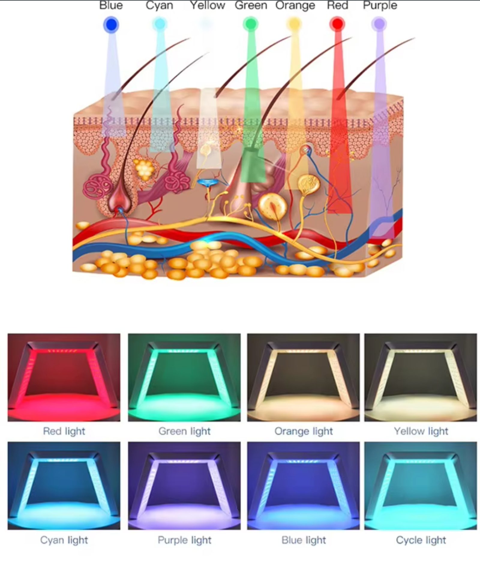 Schéma de l'action des différentes couleurs de LED sur la peau